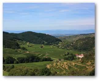 Blick von Alt-Vogtsburg in die Rheinebene